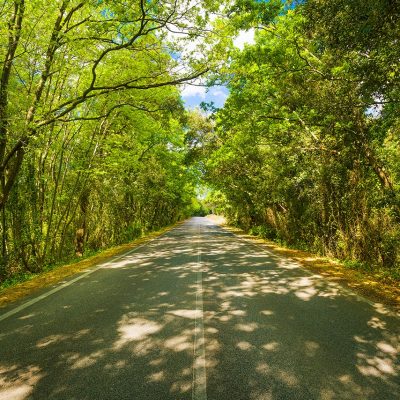 4-25-20 – SPRING FORWARD