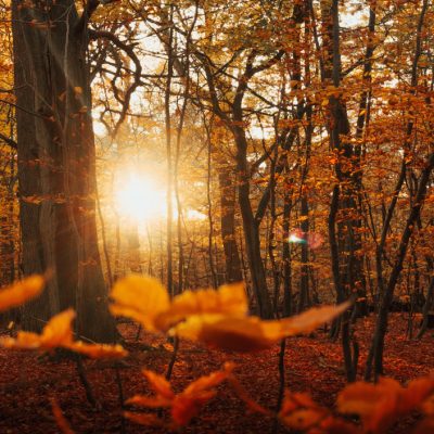 10-10-20 – FALL SAVINGS