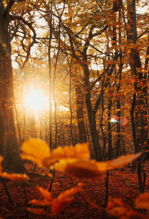 10-10-20 – FALL SAVINGS